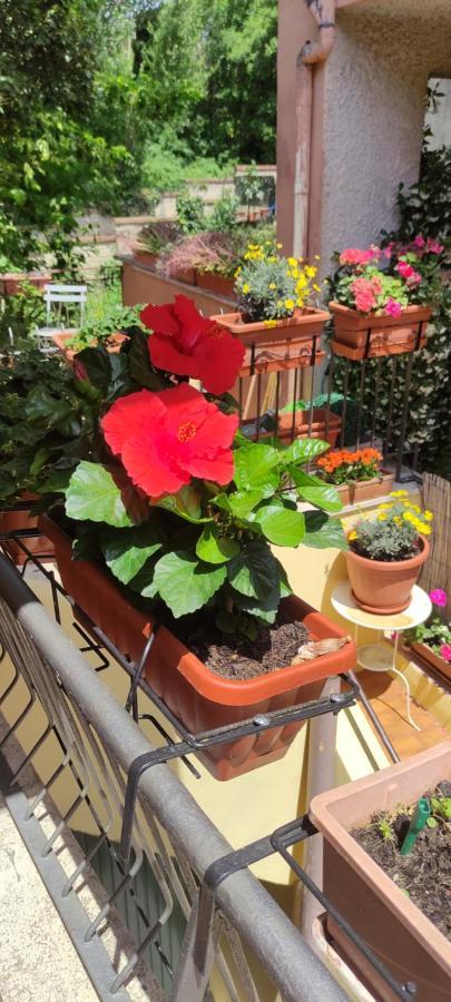 רומא Elisa E Carla House Beautiful Apartments On The Cassia מראה חיצוני תמונה
