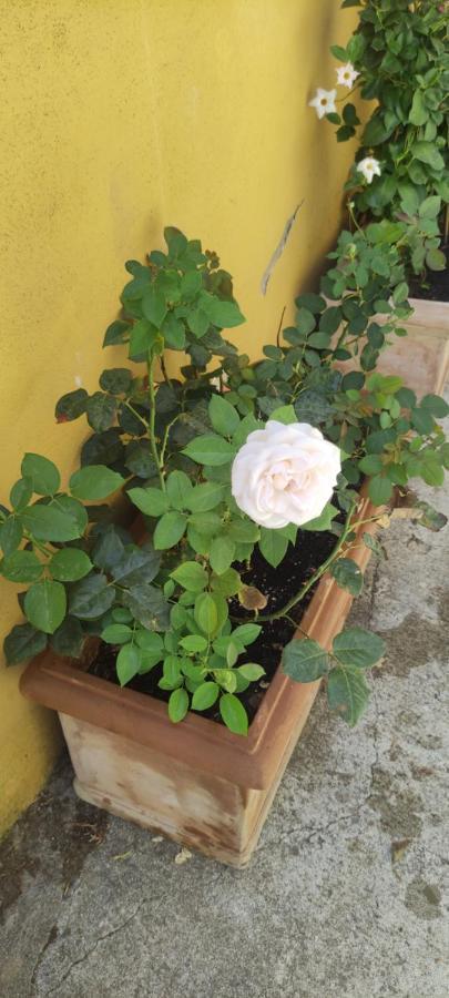 רומא Elisa E Carla House Beautiful Apartments On The Cassia מראה חיצוני תמונה