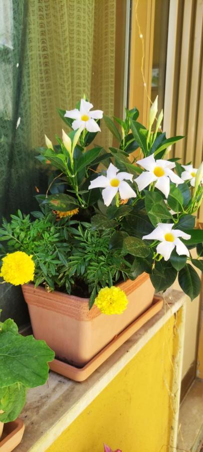 רומא Elisa E Carla House Beautiful Apartments On The Cassia מראה חיצוני תמונה